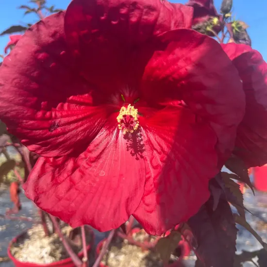 Hibiscus 'Holly grail'