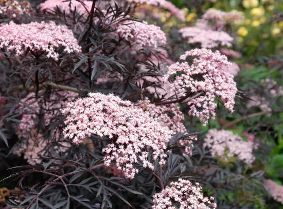 Sureau noir 'Black lace'