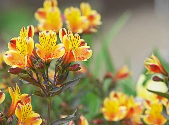 Alstroemeria 'Summer breeze'
