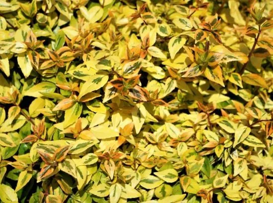 abelia à grandes fleurs Kaleidoscope