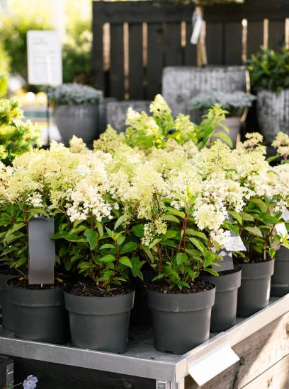 Hortensia 'Little hottie'