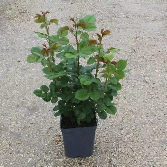 Rosier 'Laurette fugain '