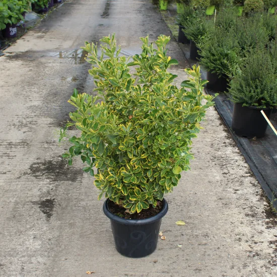 Fusain du japon 'Aureomarginatus'