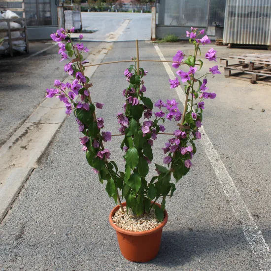 Bougainvillier 'Violet de meze'