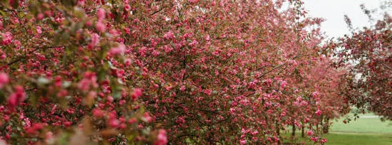 Pommier d'ornement 'Profusion'