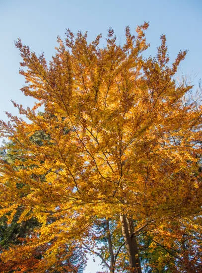 Hêtre commun 'Dawyck gold'