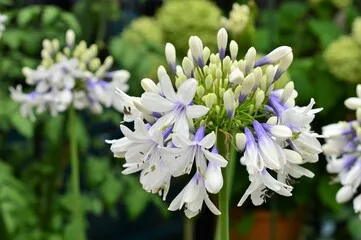 Agapanthe 'Enigma'