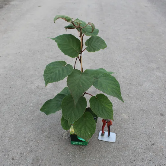 Kiwi 'Male'