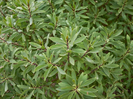 Myoporum 'pictum' ou 'pacificum'