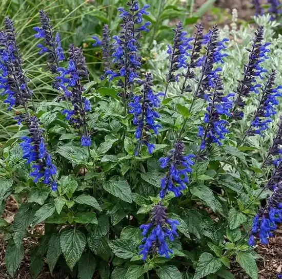 Sauge guarani 'Rockin ' true blue ®'
