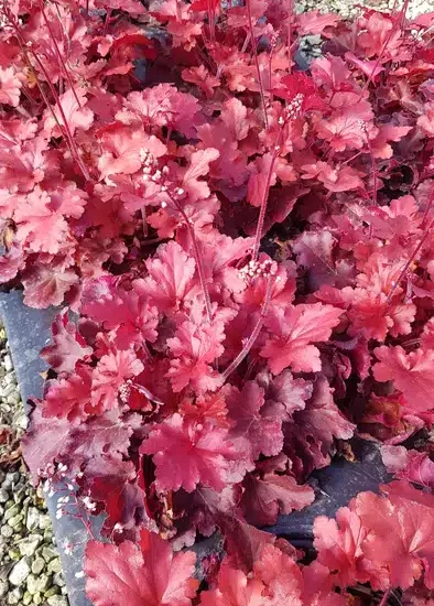 Heuchères 'Forever red'