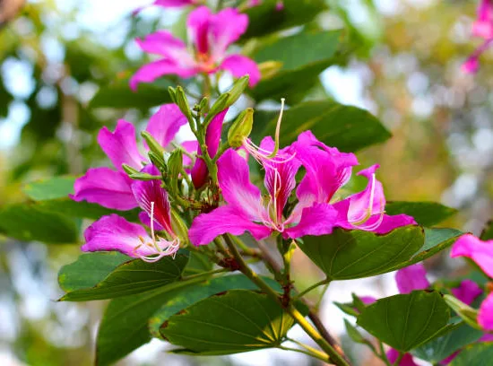 Arbre à orchidées