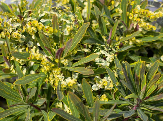 Euphorbe 'Ascot rainbow'