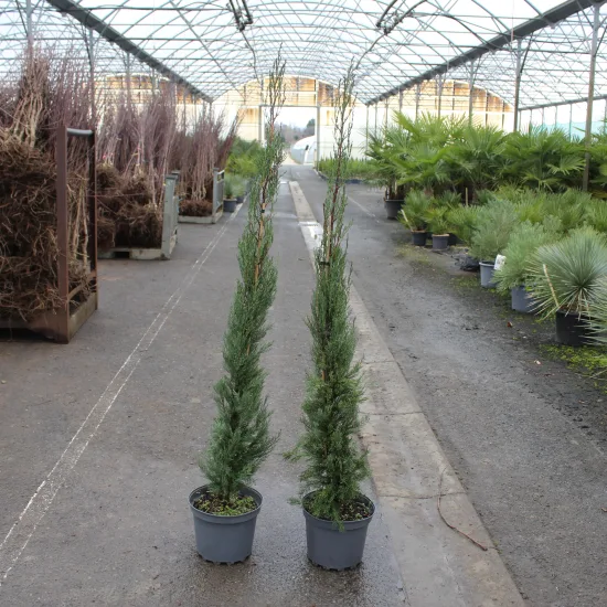 Cyprès 'Stricta'