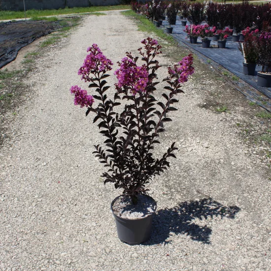 Lilas des indes 'Lavender lace'