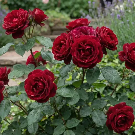 Rosier 'Lili marleen '