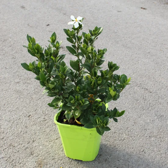 Tiaré 'Pinweel'