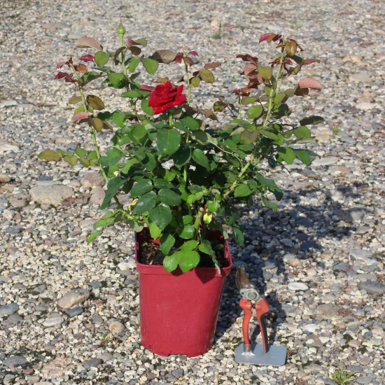 Rosier 'Bertrand amoussou  '