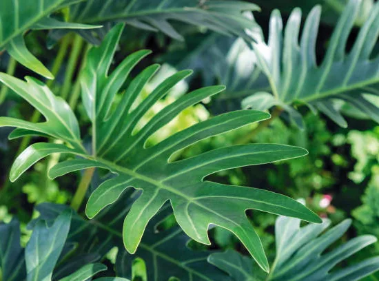 philodendron Xanadu