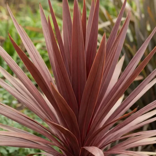 Cordyline 'Red star'