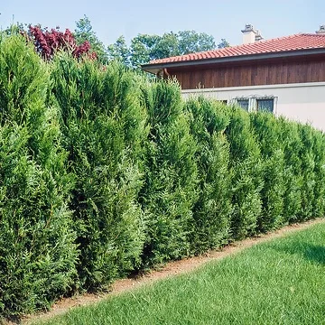 Thuya géant 'Atrovirens'