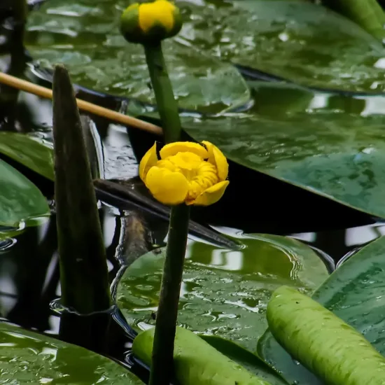 Nénuphar jaune