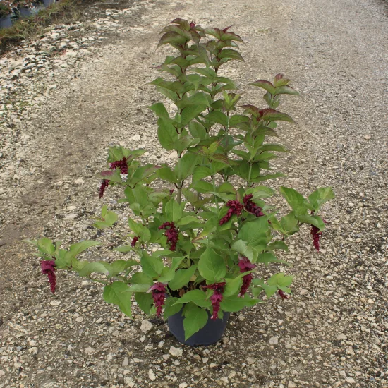 Arbre aux faisans 'Purple rain'