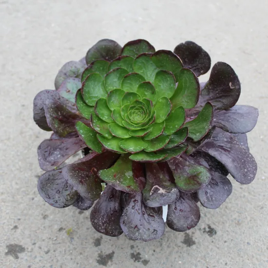 Semponium 'Destiny'