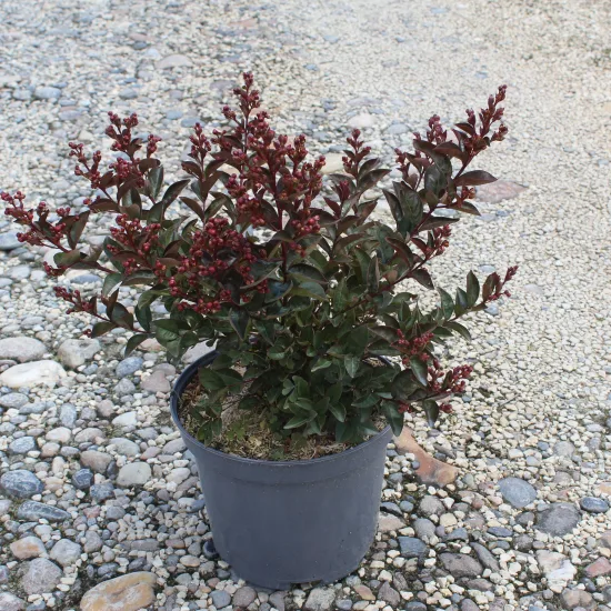 Lilas des indes 'Enduring pink'