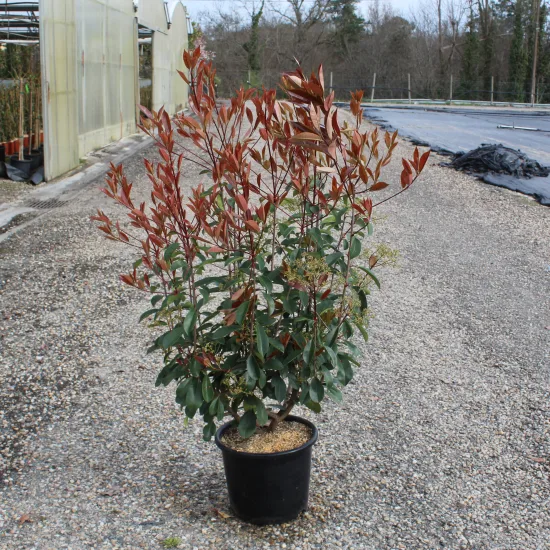 Photinia 'Red robin'