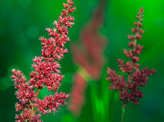 Astilbe 'Yunique red'