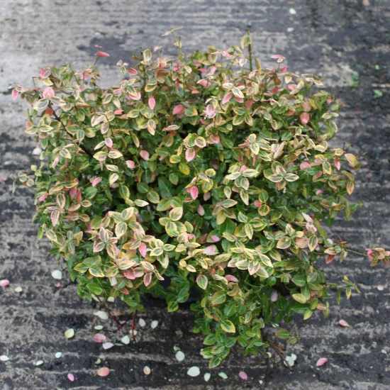 Fusain de fortune 'Emerald n gold'