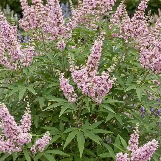 Arbre au poivre 'Pink pinnacle'