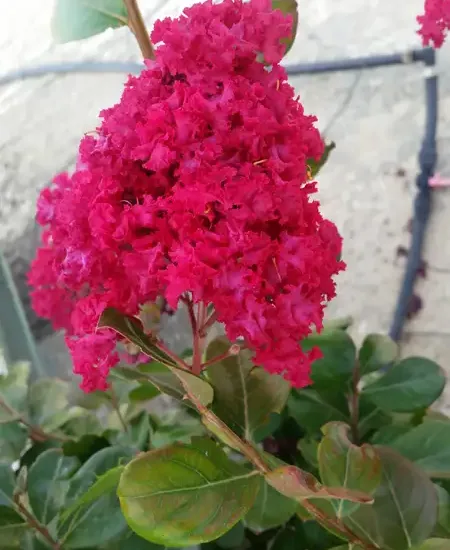 Lilas des indes 'Braise d'été®'
