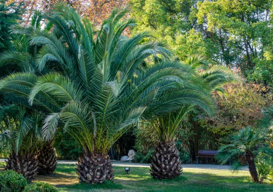 Phoenix canariensis