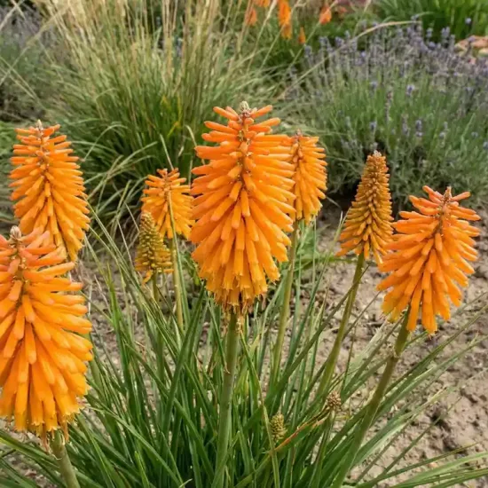 Kniphofia 'Pocco orange'