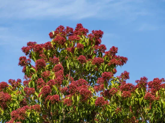 Arbre à miel