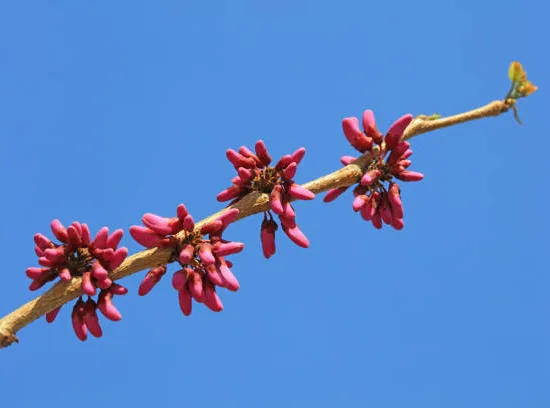 Gainier du canada 'Appalachian red'