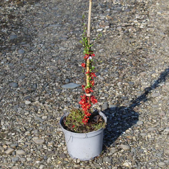 Cognassier à fleurs 'Rubra'