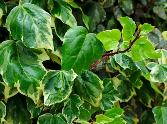 Lierre de perse 'Dentata variegata'