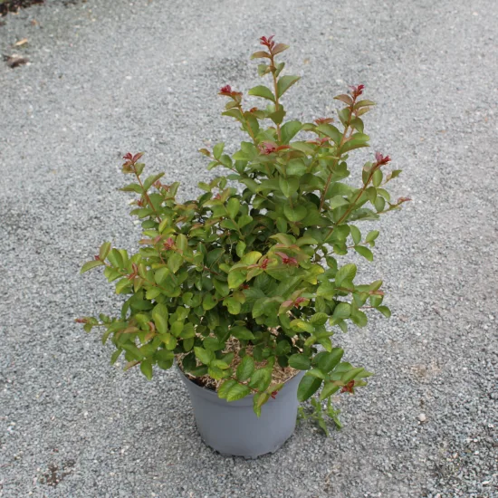 Lilas des indes 'Yang tse'