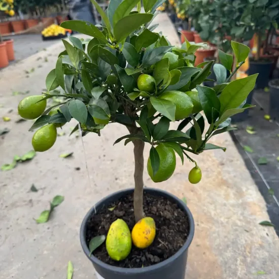 Limequat