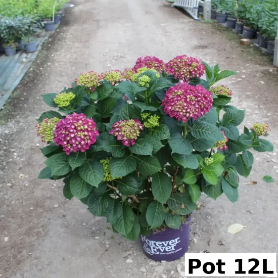 Hortensia 'Forever and ever purple'