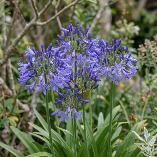Agapanthe 'Timaru'