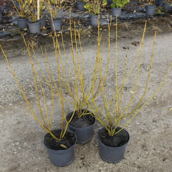 Cornouiller soyeux 'Flaviramea'