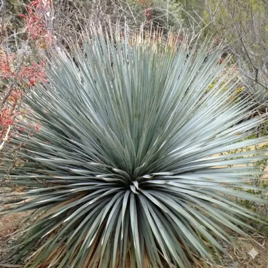 Sotol bleu