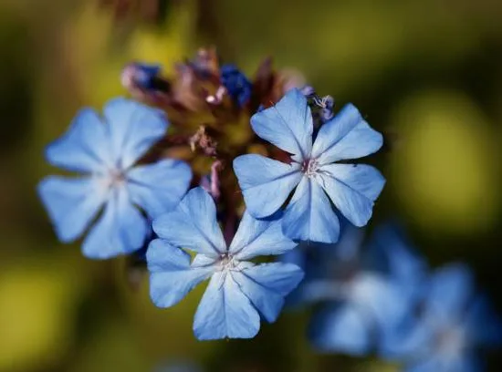 Plumbago de chine