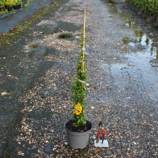 Buisson-ardent 'Orange cadange'
