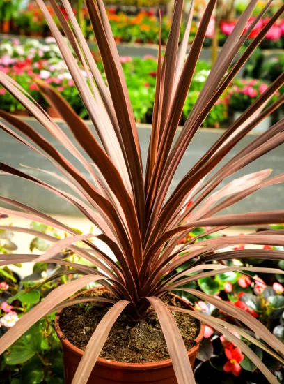 Cordyline 'Charlie boy'