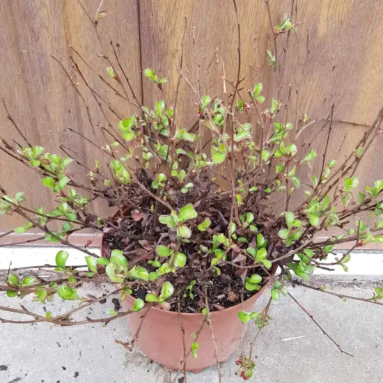 Plumbago de chine